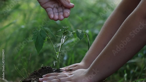 Agriculture. two childs hand swater green sprout. Green seedling in soil. Agriculture concept. Water drops, life of young sprout. Sprouted seed in fertile soil. Farmer hand waters young seedling in photo