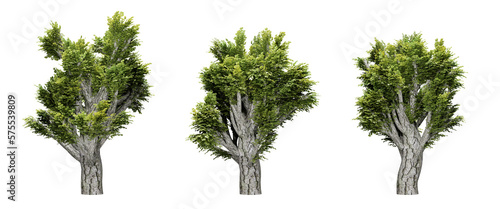 Set of trees in transparent background  use for visualization in architectural design  3d render illustration.