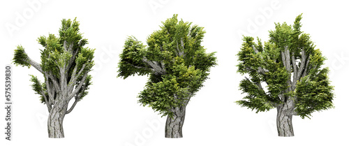 Set of trees in transparent background, use for visualization in architectural design, 3d render illustration.