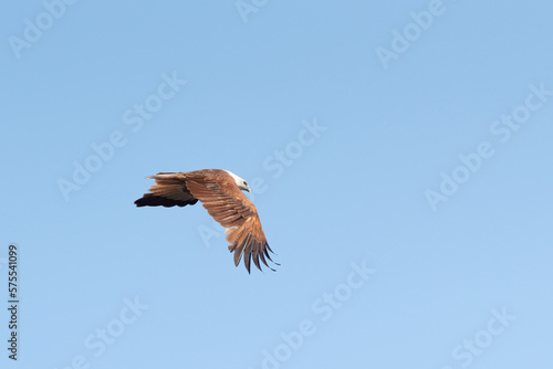  brahminy kite are carry the fish over the sky