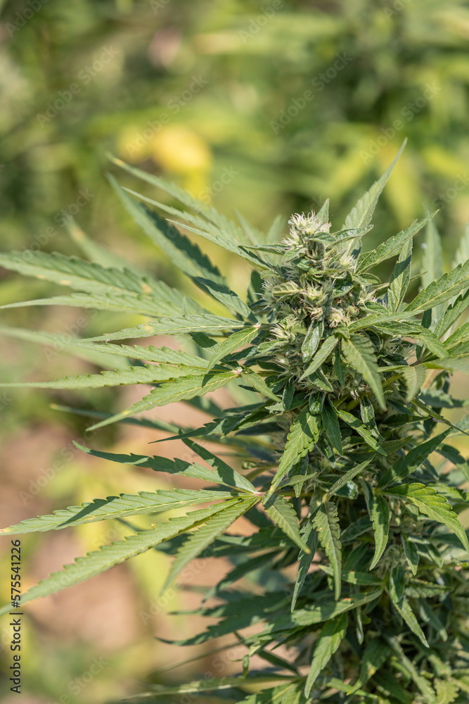 Close up of cannabis seed pods, . Harvest of marijuana Close up of cannabis seed pods, . Harvest of marijuana