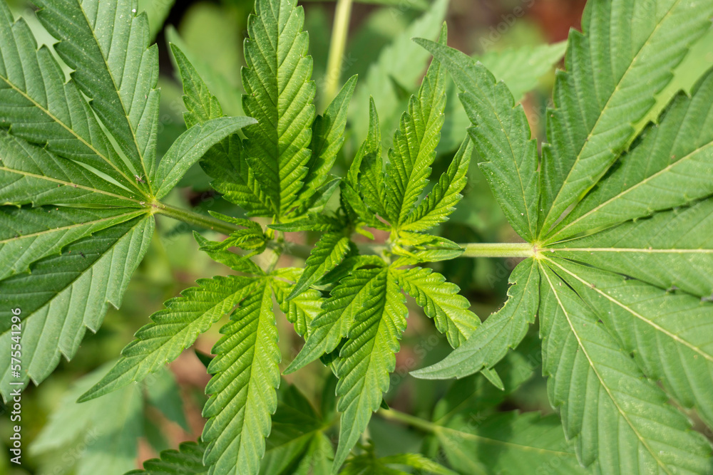 Close up green leaf of marijuana.Marijuana plants in garden Close up green leaf of marijuana.Marijuana plants in garden