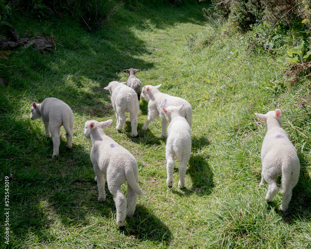 Herd of young white lambs and one black lamp, grazing on green grass in the shadow of an ancient ring fort in rural Ireland. Herd of young white lambs and one black lamp, grazing on green grass in the shadow of an ancient ring fort in rural Ireland.
