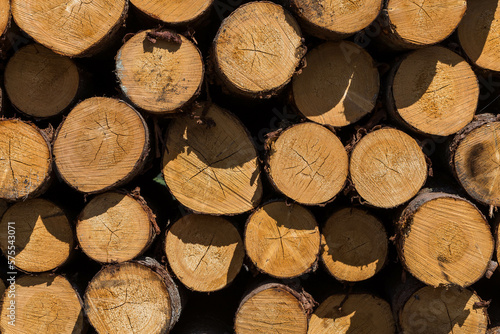 Freshly cut tree logs