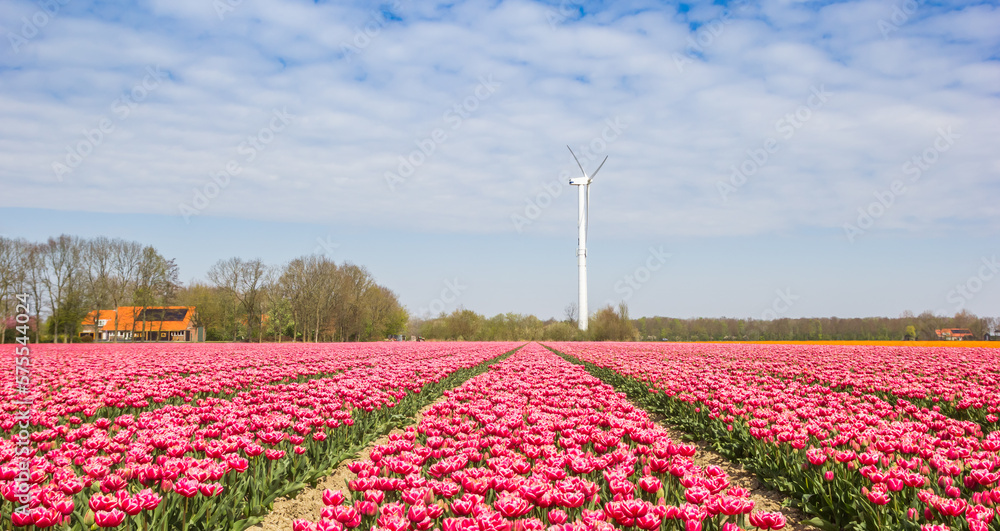 Panorama of a colorful tulips field and wind turbine in Noordoostpolder