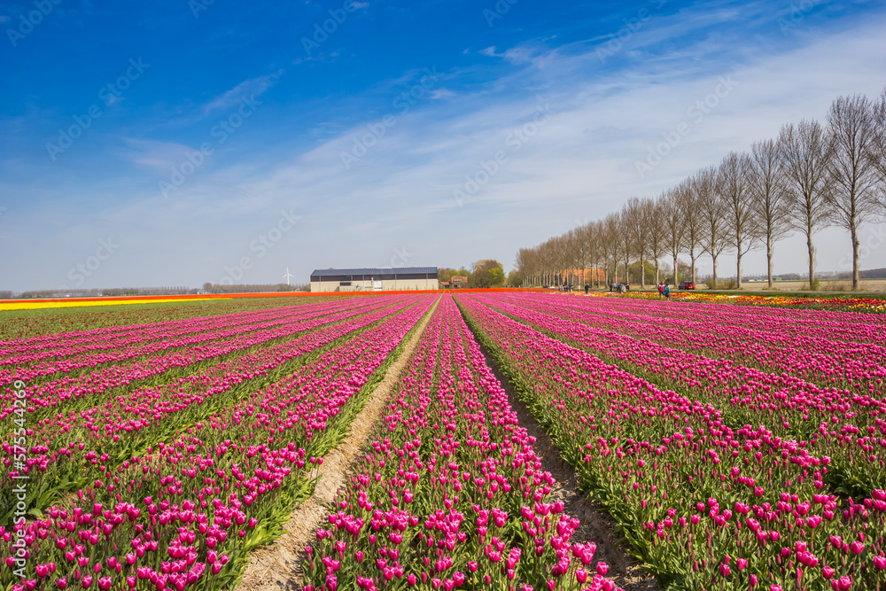 Colorful purple tulips field in the spring