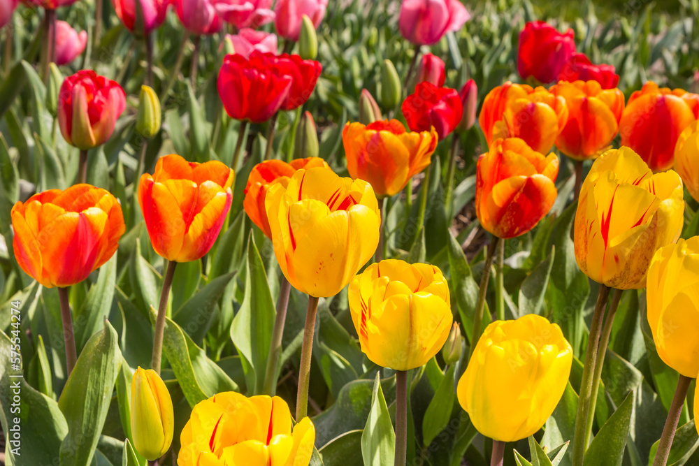 Close up of tulips in different colors in spring