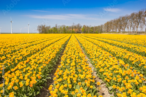 Yellow tulips in front of a farmhouse in Noordoostpolder