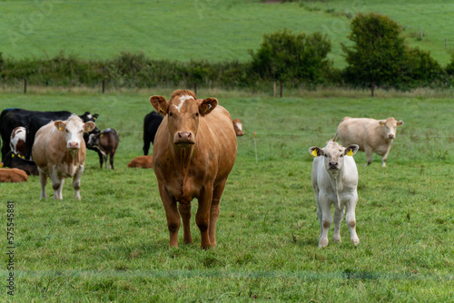 Curious cow and calf stand on a green grass pasture on a summer day. Cows on free grazing. Livestock farm. White and brown cow on green grass field