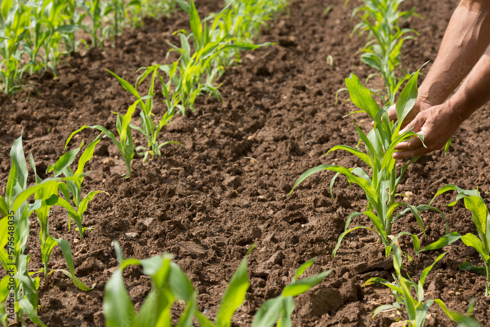 Detail of hands planting rows of sprouting corn Detail of hands planting rows of sprouting corn