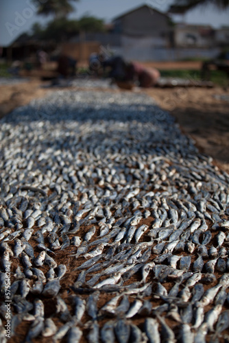 Clos up of fish drying on fishing wharf