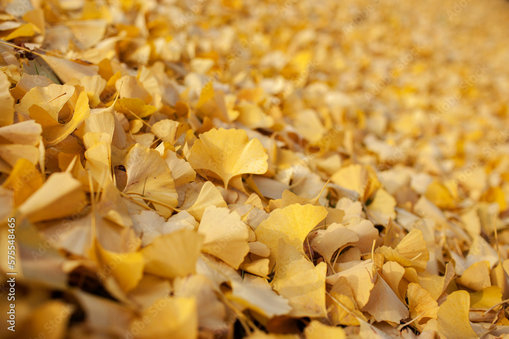 The Japanese Ginkgo Biloba In The Fall The Japanese Ginkgo Biloba In The Fall