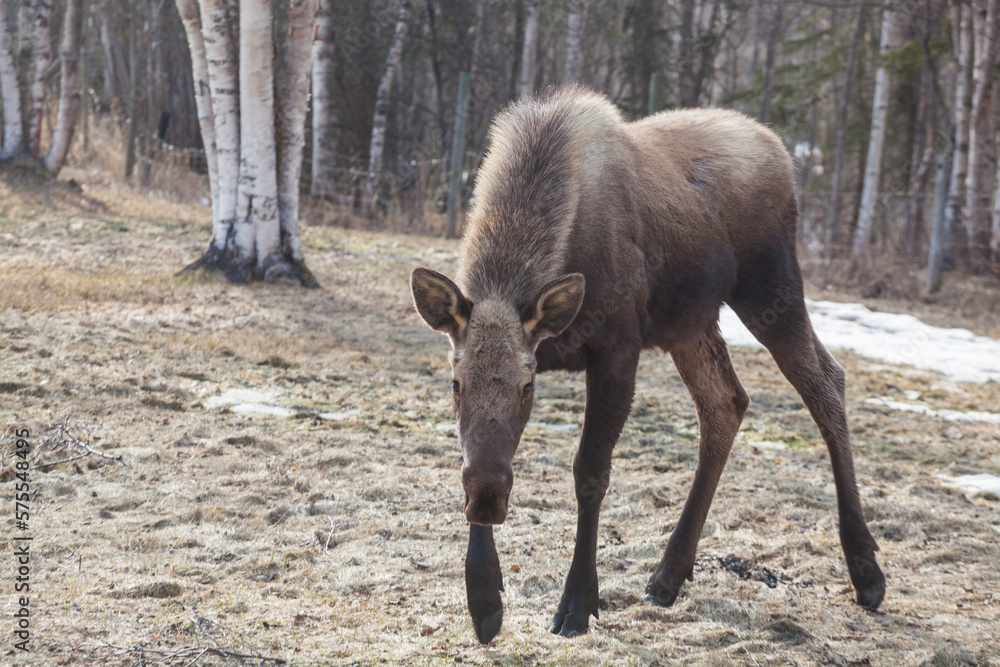A young moose (Alces alces) wanders into a field on a farm in Chugiak, Alaska. A young moose (Alces alces) wanders into a field on a farm in Chugiak, Alaska.