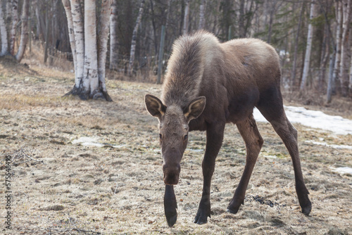 A young moose (Alces alces) wanders into a field on a farm in Chugiak, Alaska. photo