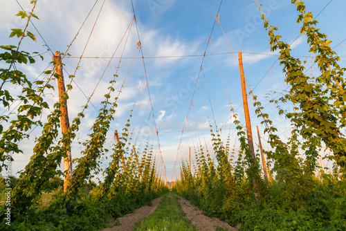 Hop plants growing in rows on a farm in Grandview, Washington. photo