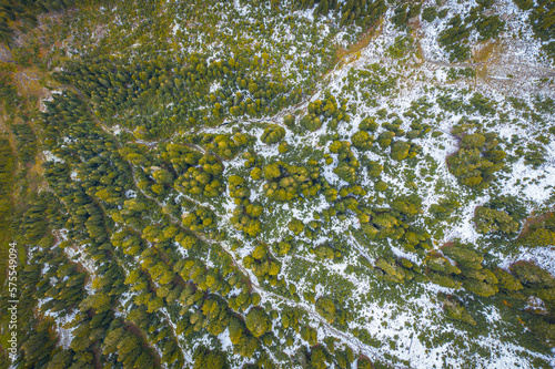 Aerial view of pine trees, Naches, Washington State, USA photo