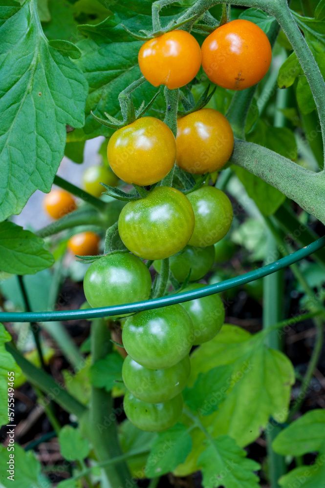 Close-up of growing cherry tomatoes, Halifax, Nova Scotia, Canada Close-up of growing cherry tomatoes, Halifax, Nova Scotia, Canada