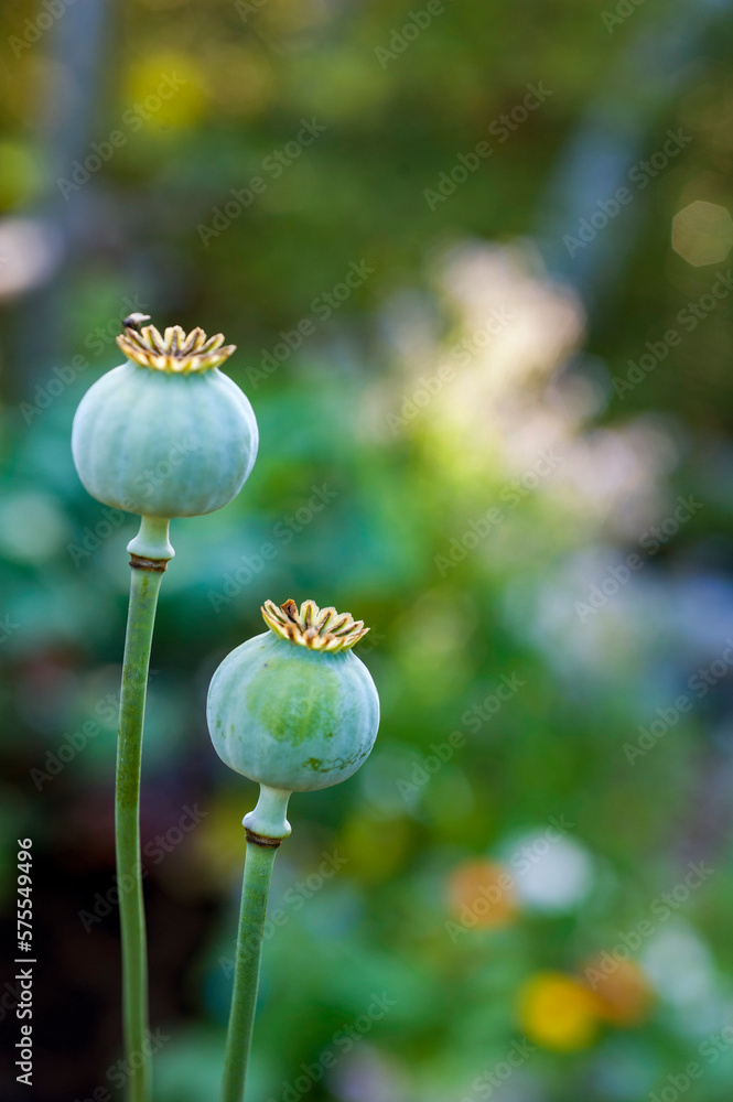Two opium poppy Papaver somniferum seed heads, Chester, Nova Scotia, Canada Two opium poppy Papaver somniferum seed heads, Chester, Nova Scotia, Canada
