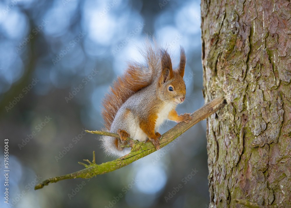squirrel on a tree squirrel on a tree