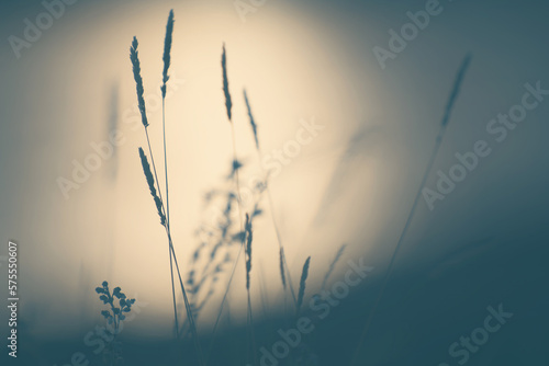 Dry autumn grass in a forest at sunset. Abstract nature background.