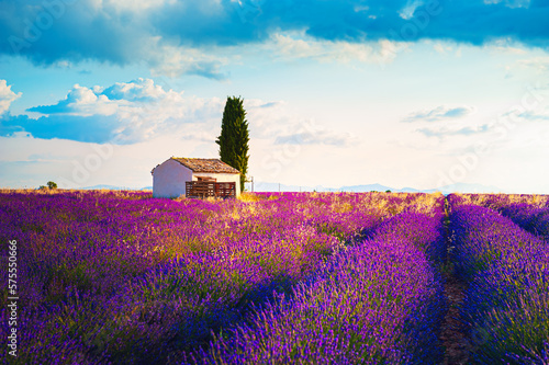 Blooming lavender fields at sunrise in Provence, France.