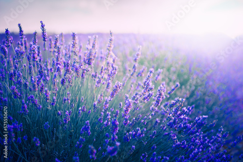 Blooming lavender flowers at sunset in Provence, France