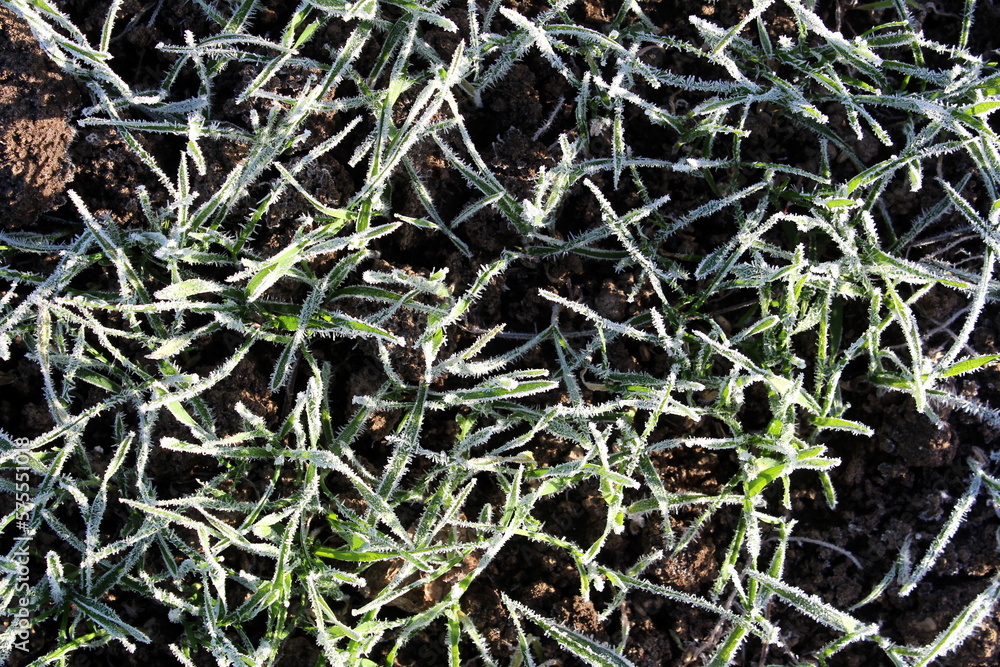 Green grass in the morning under a layer of frost. Green grass in the morning under a layer of frost.