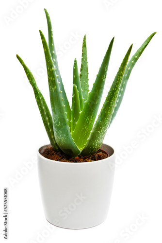 Aloe Vera im Topf close up transparent freigestellt