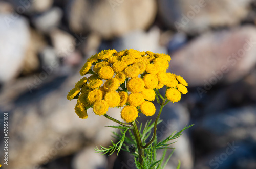 Yellow tansy flowers on a blurred background of stones.