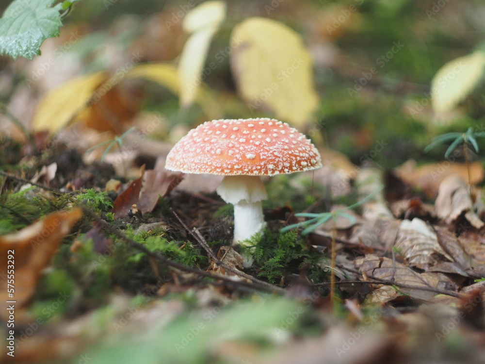 Red fly agaric with white spots Red fly agaric with white spots