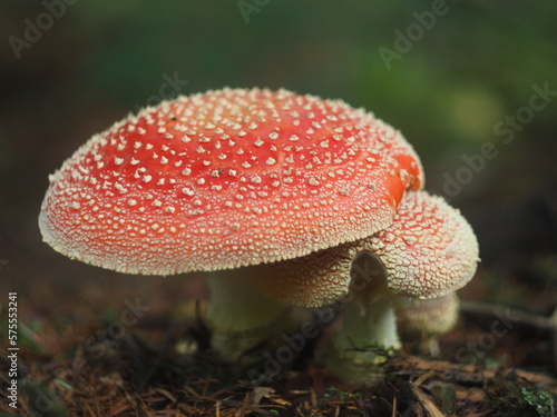 A family of red fly agarics'