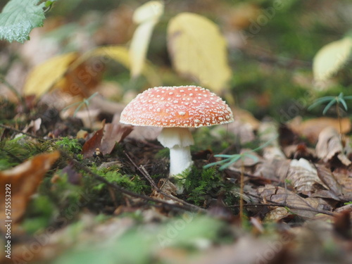 Red fly agaric with white spots