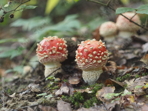 Two young red amanita muscaria