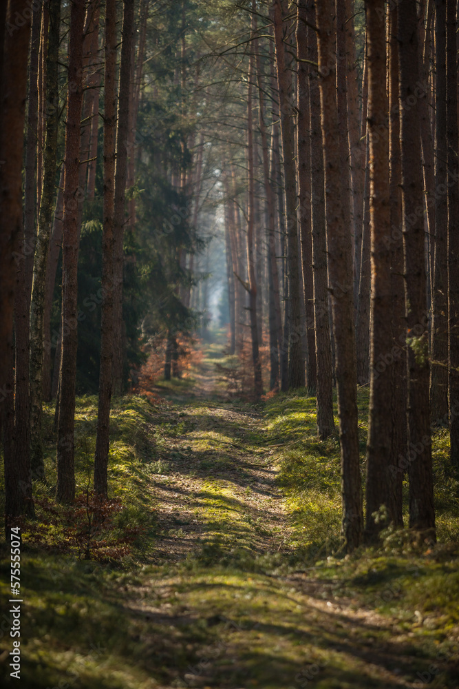 Obraz premium forest in autumn