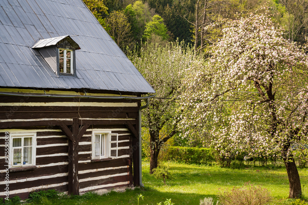 Fototapeta premium Spring with apple blossoms at an old wooden cottage in central Europe