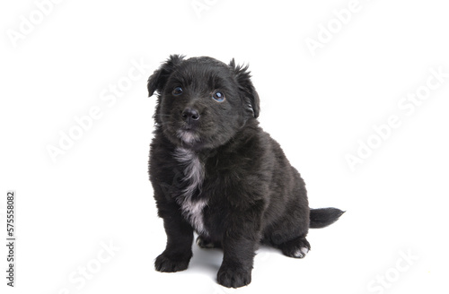 black puppy isolated