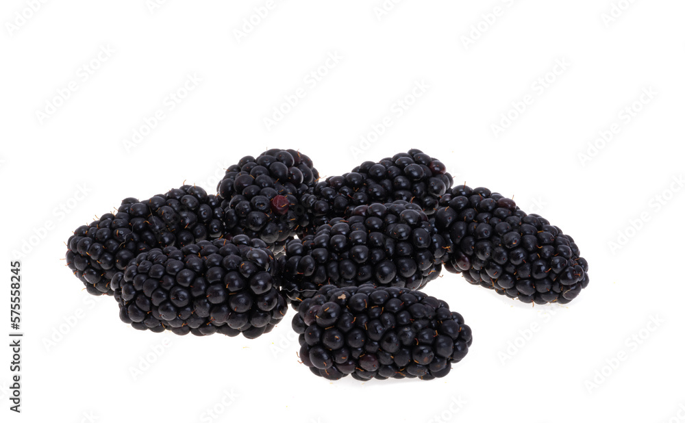 blackberry berries isolated blackberry berries isolated