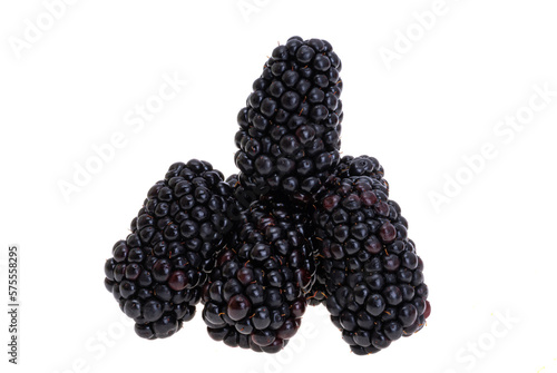 blackberry berries isolated