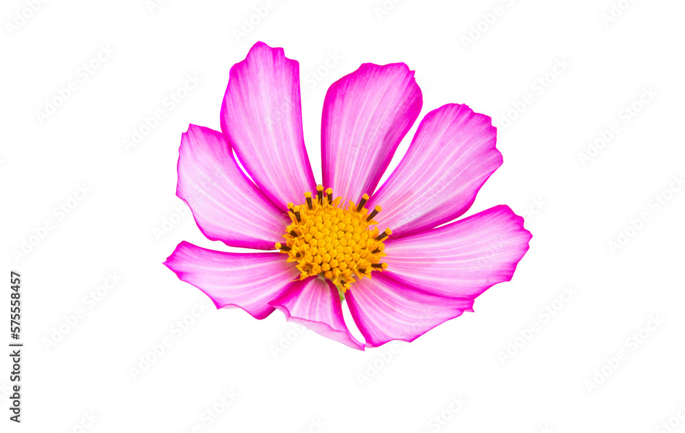 cosmea flower isolated cosmea flower isolated