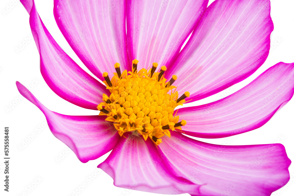 cosmea flower isolated