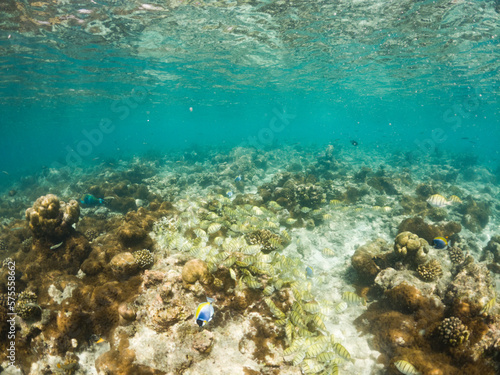 corals and tropical fish underwater sea life