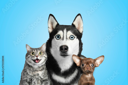 Photography Cute surprised animals on light blue background