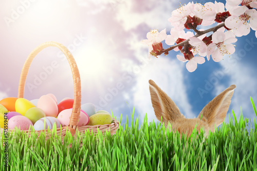 Bunny hiding near wicker basket full of Easter eggs in green grass photo