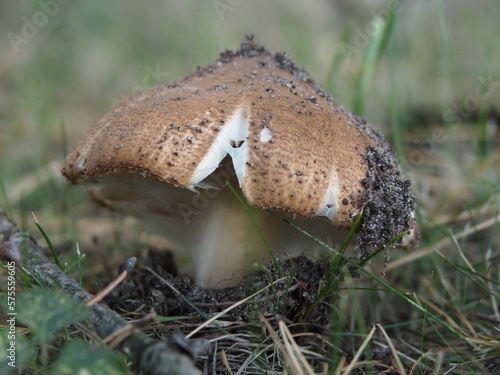 Unknown agaric mushroom with a web underneath