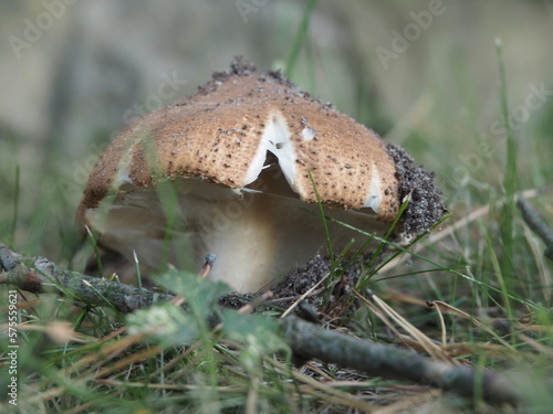 Unknown cracked agaric mushroom 