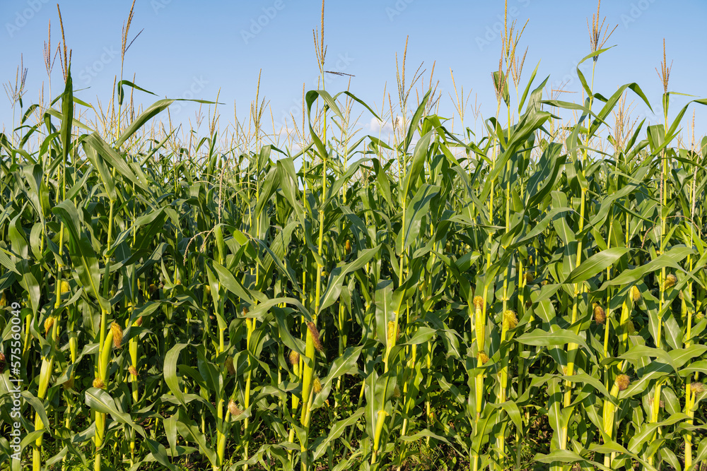 field with green corn on a sunny day field with green corn on a sunny day