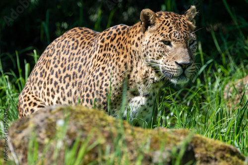 Sri Lankan leopard in captivity at Banham Zoo in Norfolk  UK
