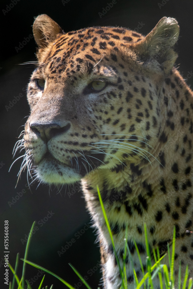 Obraz premium Portrait of male Sri Lankan leopard sitting in grass. Banham Zoo, Norfolk, UK