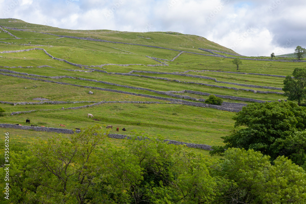 A patchwork of drystone walls on the fells near Malham Cove, Yorkshire Dales National Park, North Yorkshire, UK