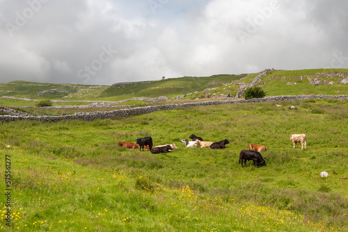 Cows on an upland pasture near Malham Cove, Yorkshire Dales National Park, North Yorkshire, UK photo